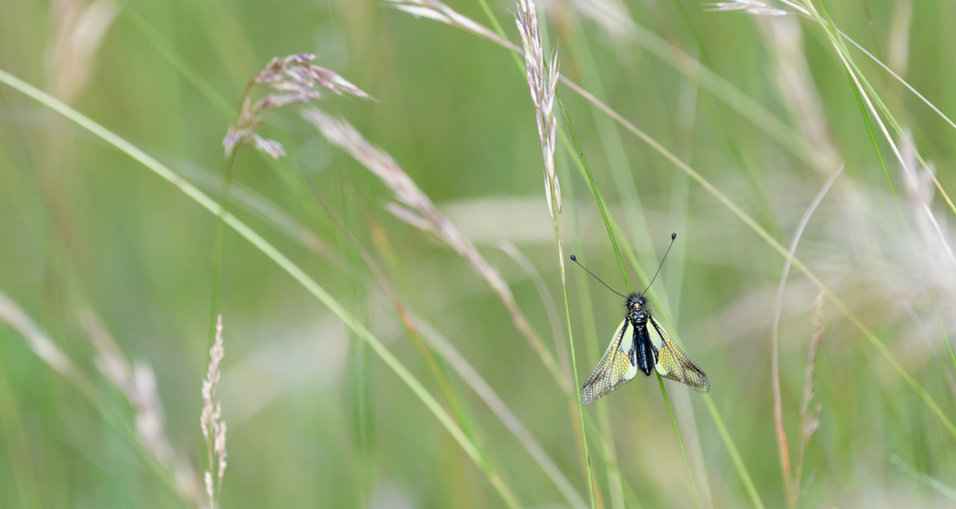 Insekten entdecken – Kindernachmittag (nsp_img_03573ab)