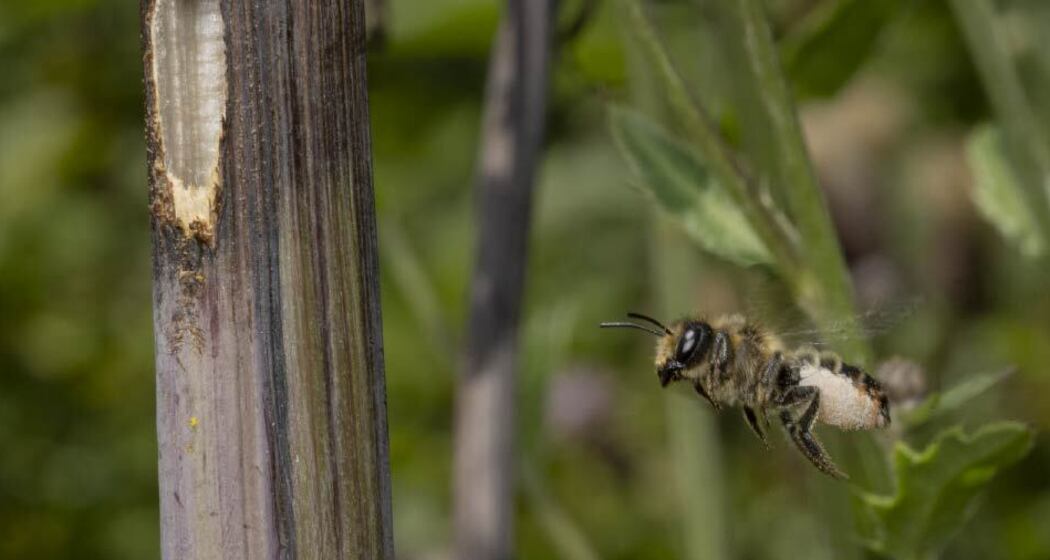 Wildbienen im Parc Ela entdecken (nsp_img_0550d18)