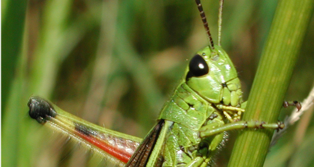 Heuschrecken-Kurs im Parc Ela (nsp_img_065bd3e)