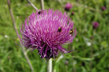 Schatzinsel Alp Flix: Kleinode entdecken (nsp_img_0a616aa)