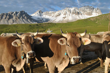 Fromage d'alpage Anna & Rosa (nsp_img_1f686b5)