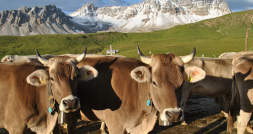 ANNA & ROSA ALPKÄSE (nsp_img_1f686b5)