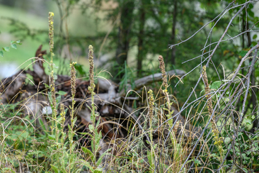 Heuschrecken-Kurs im Parc Ela (nsp_img_214306a)