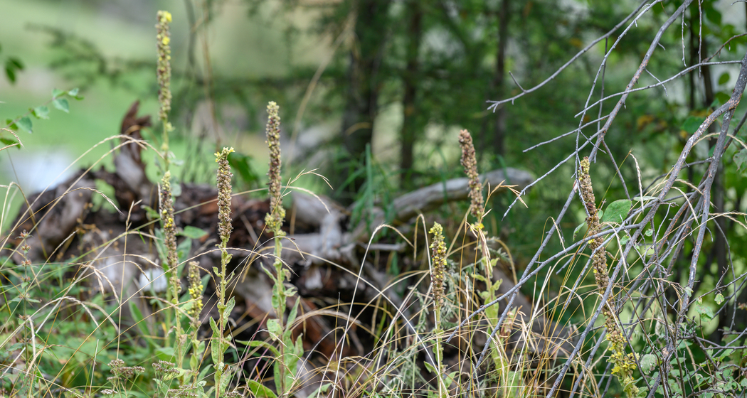 Heuschrecken-Kurs im Parc Ela (nsp_img_214306a)