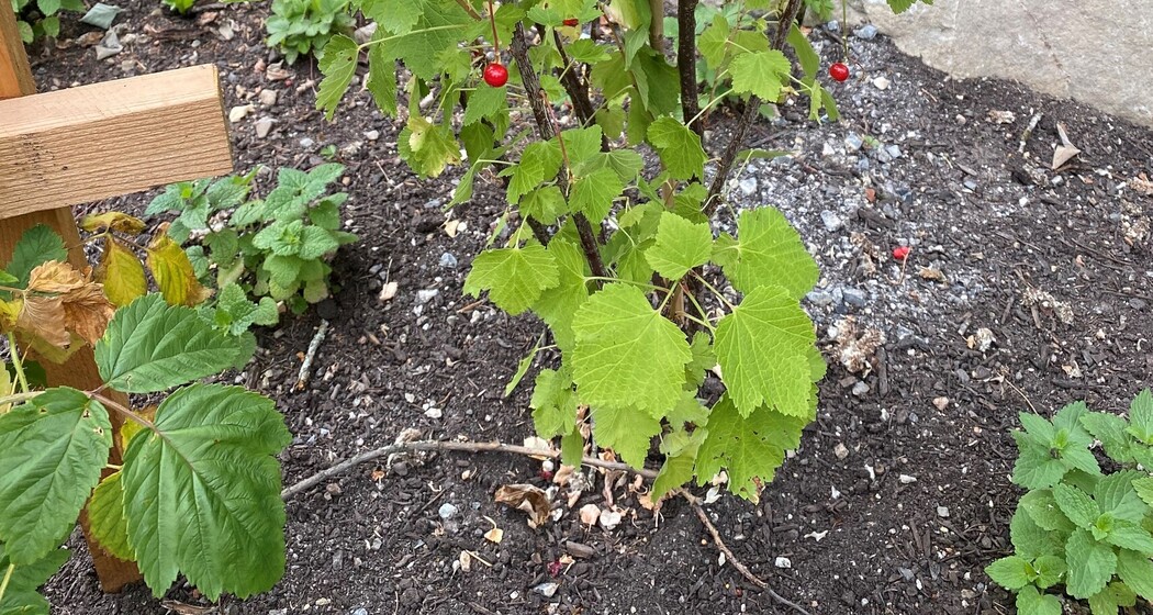 Insektenoase Bergün (nsp_img_2584434)