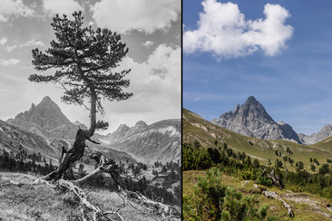 immer wilder (nsp_img_352081f)