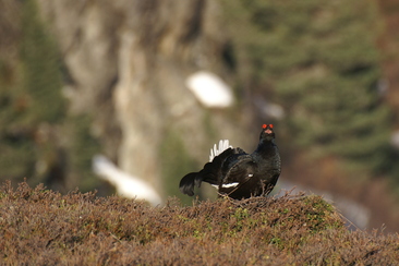 Balzende Birkhähne (nsp_img_358686b)