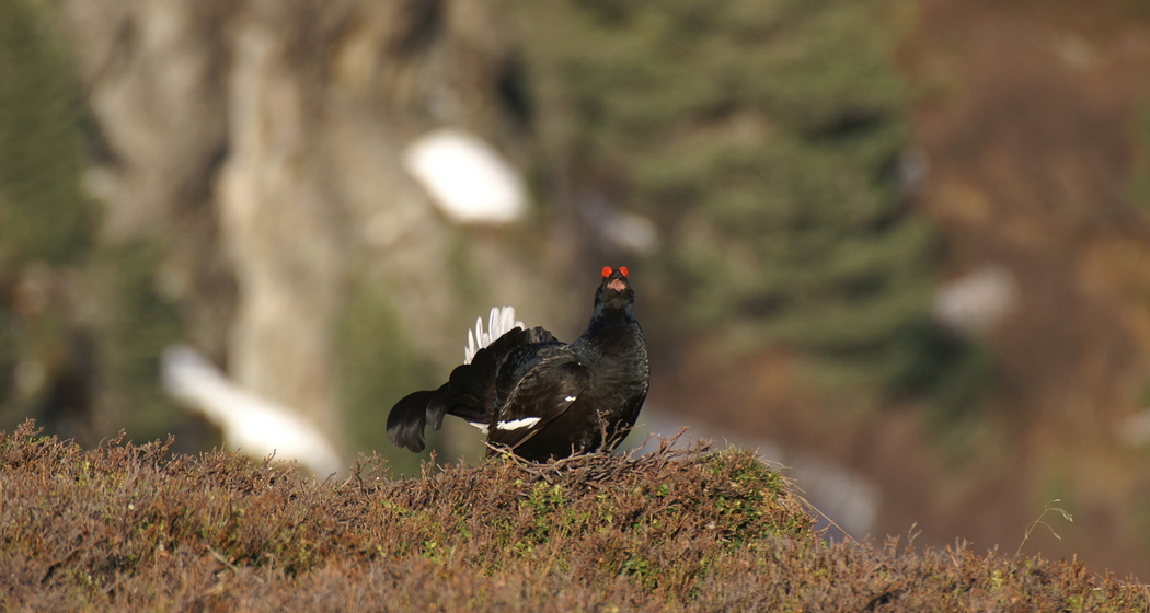 Balzende Birkhähne (nsp_img_358686b)