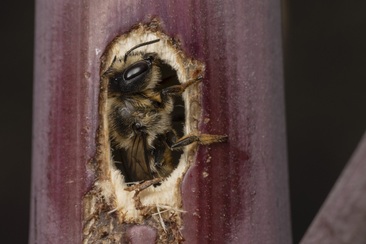 Käferfest für Klein und Gross (nsp_img_35c9d5e)