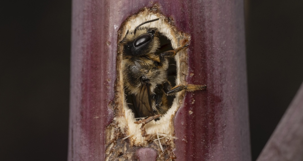 Käferfest für Klein und Gross (nsp_img_35c9d5e)