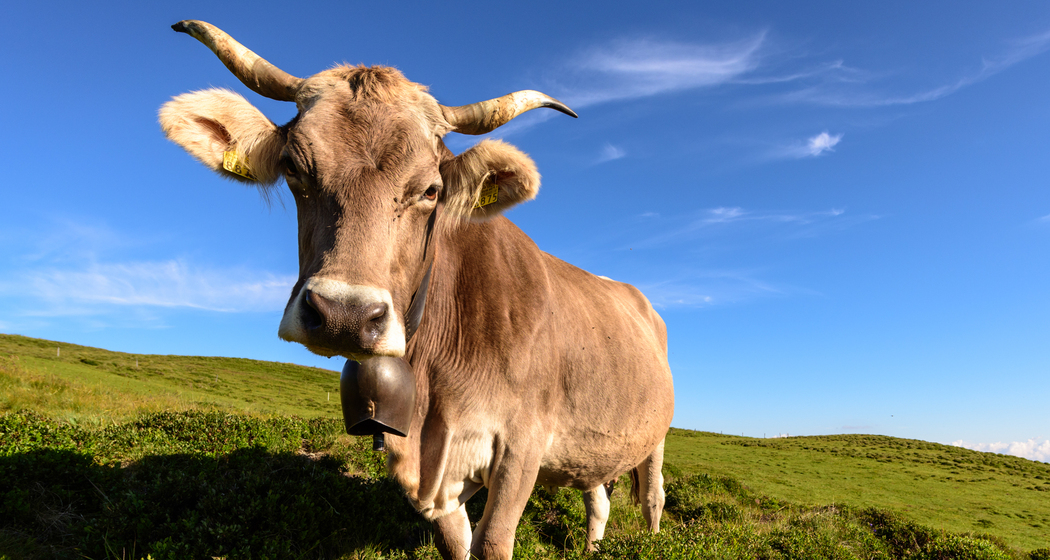 Artenvielfalt am Parc Ela Trek (nsp_img_59ddc9d)