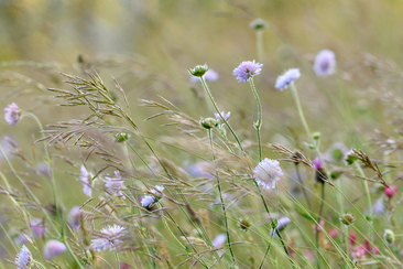 Mit der Wildbienenforscherin auf Entdeckungstour (nsp_img_69e2ffd)