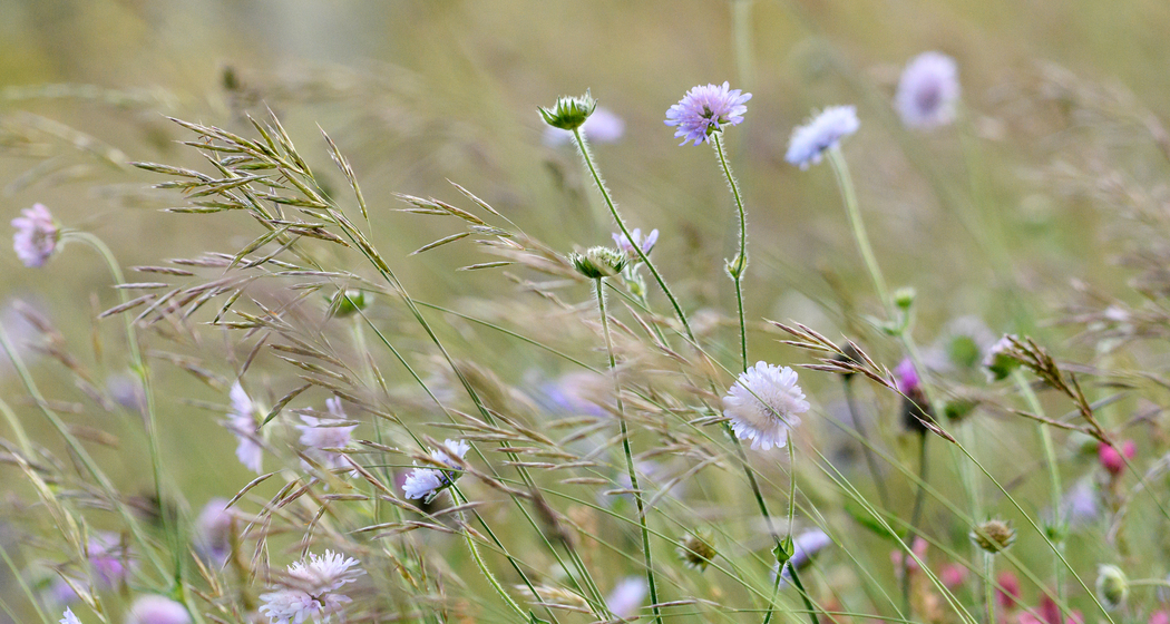 Mit der Wildbienenforscherin auf Entdeckungstour (nsp_img_69e2ffd)