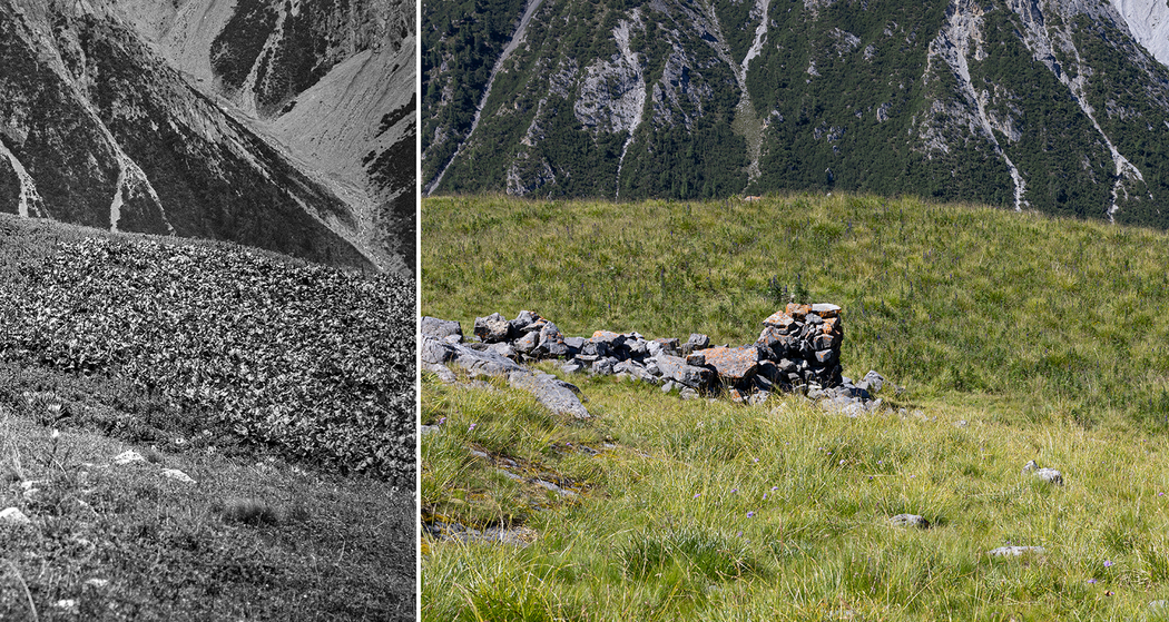 immer wilder (nsp_img_709b24f)