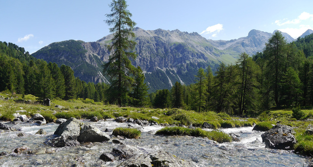 Schatzinsel Alp Flix: Wissenstransfer (nsp_img_7177a29)