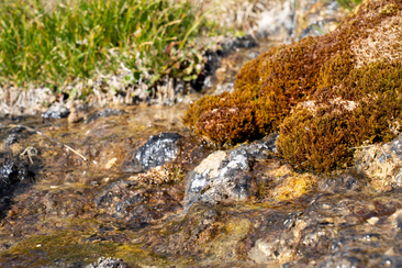 Artenvielfalt am Parc Ela Trek (nsp_img_78459c6)