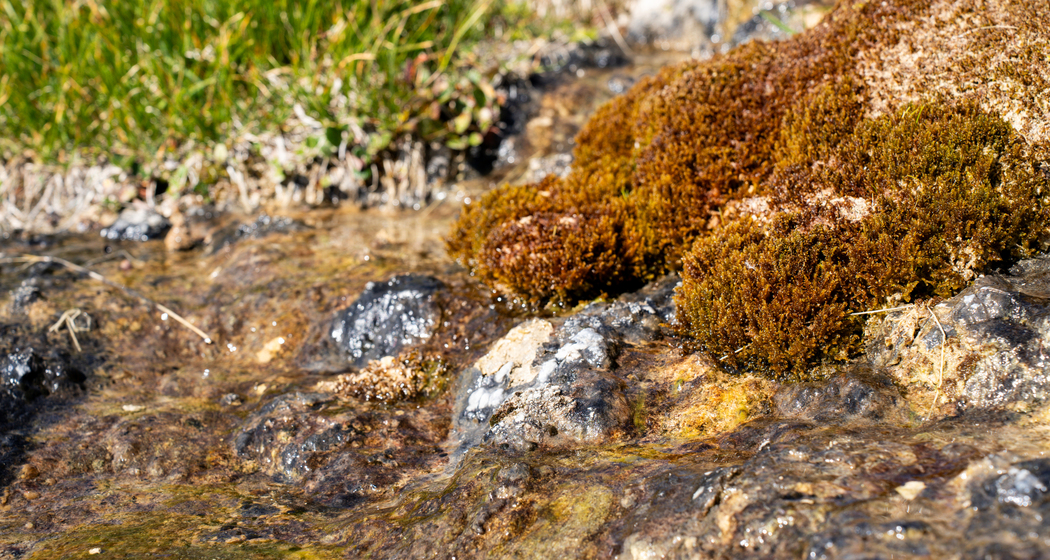 Artenvielfalt am Parc Ela Trek (nsp_img_78459c6)