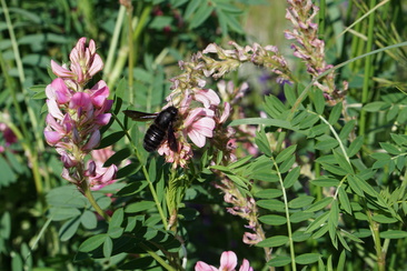 Wildbienen im Parc Ela entdecken (nsp_img_7963792)