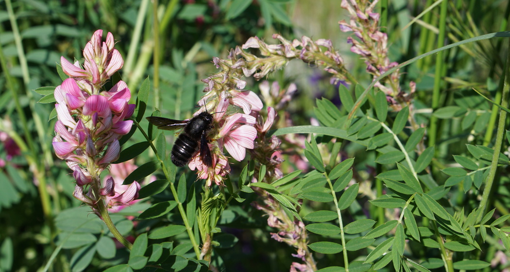 Wildbienen im Parc Ela entdecken (nsp_img_7963792)