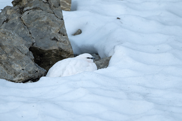 Weiterbildung rücksichtsvoller Wintersport (nsp_img_7aba311)
