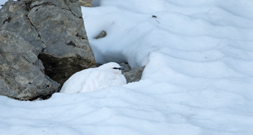 Weiterbildung rücksichtsvoller Wintersport (nsp_img_7aba311)