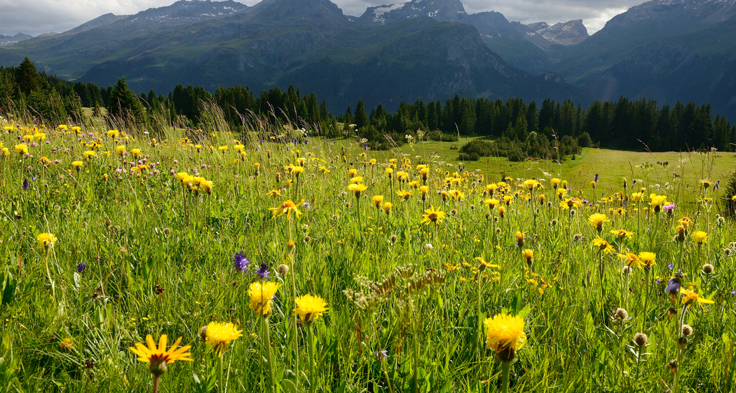 Flower Walks Schatzinsel Alp Flix (nsp_img_7c32ea4)