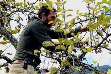 Obstbaumpflegekurs (nsp_img_7f813e2)