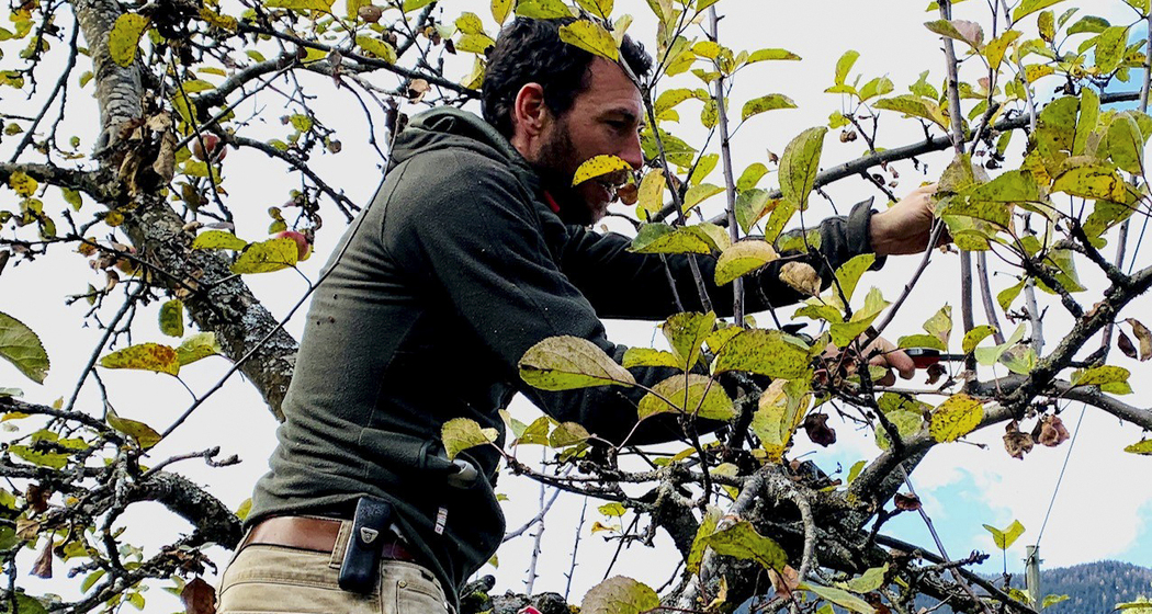 Obstbaumpflegekurs (nsp_img_7f813e2)