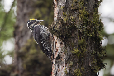 Vogelexkursion und Bauernfrühstück (nsp_img_9f0a6fd)