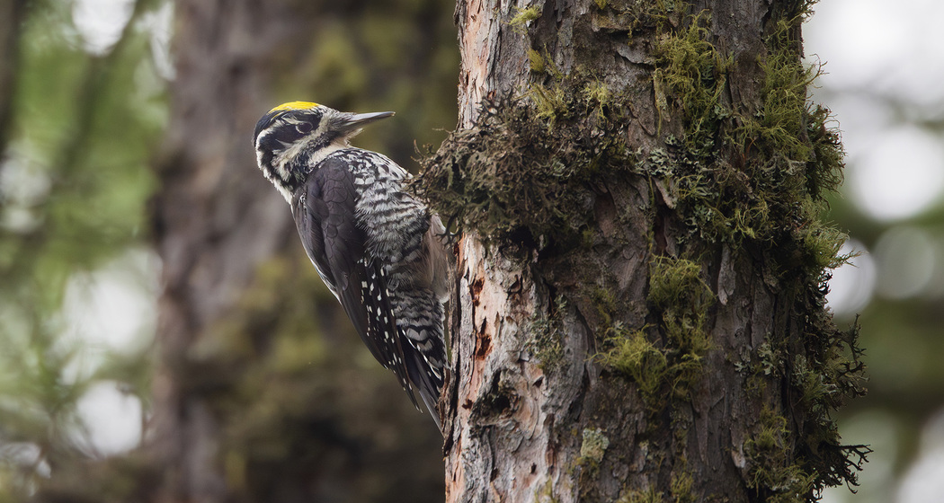 Vogelexkursion und Bauernfrühstück (nsp_img_9f0a6fd)