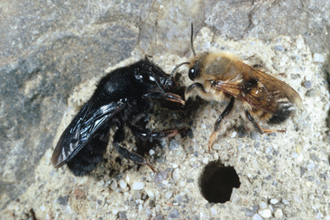 Wildbienen im Parc Ela (nsp_img_abcd256)