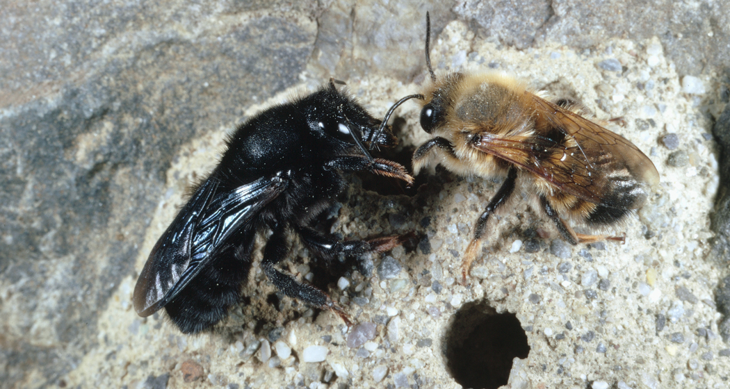 Wildbienen im Parc Ela (nsp_img_abcd256)