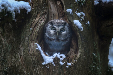 Kino: Le Chant des forêts (nsp_img_bc5960c)