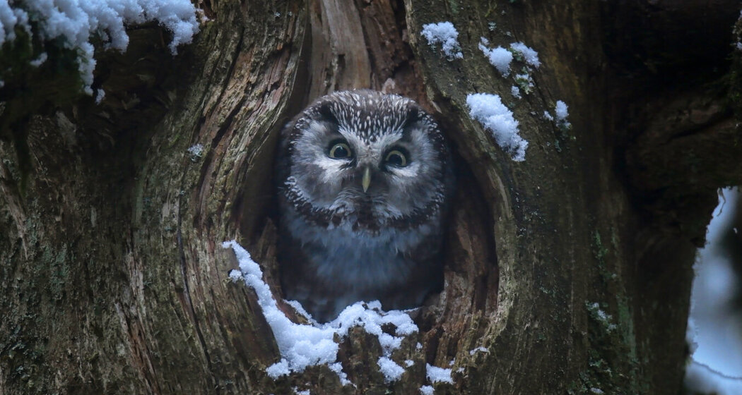 Kino: Le Chant des forêts (nsp_img_bc5960c)