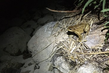 Frosch oder Kröte? - Amphibien im Parc Ela (nsp_img_cebacbe)