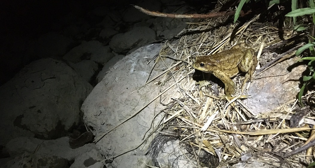 Frosch oder Kröte? - Amphibien im Parc Ela (nsp_img_cebacbe)