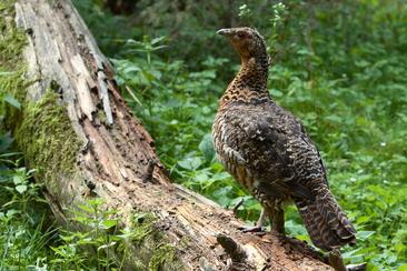 Das Auerhuhn, König des Bergwaldes (nsp_img_e57555b)
