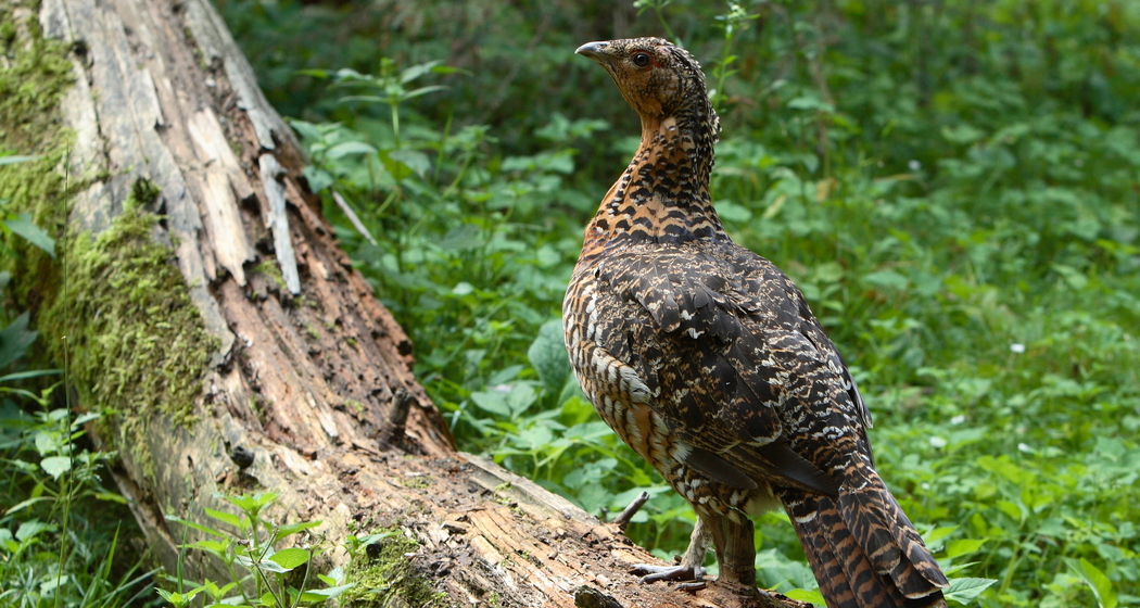 Das Auerhuhn, König des Bergwaldes (nsp_img_e57555b)