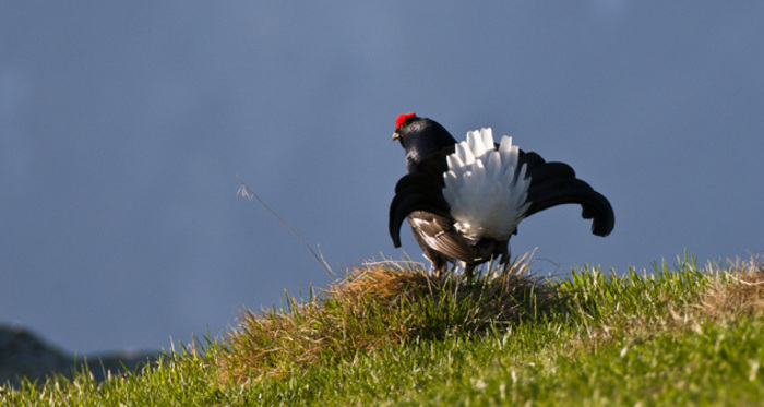 Balzende Birkhähne (nsp_img_e5aaf88)