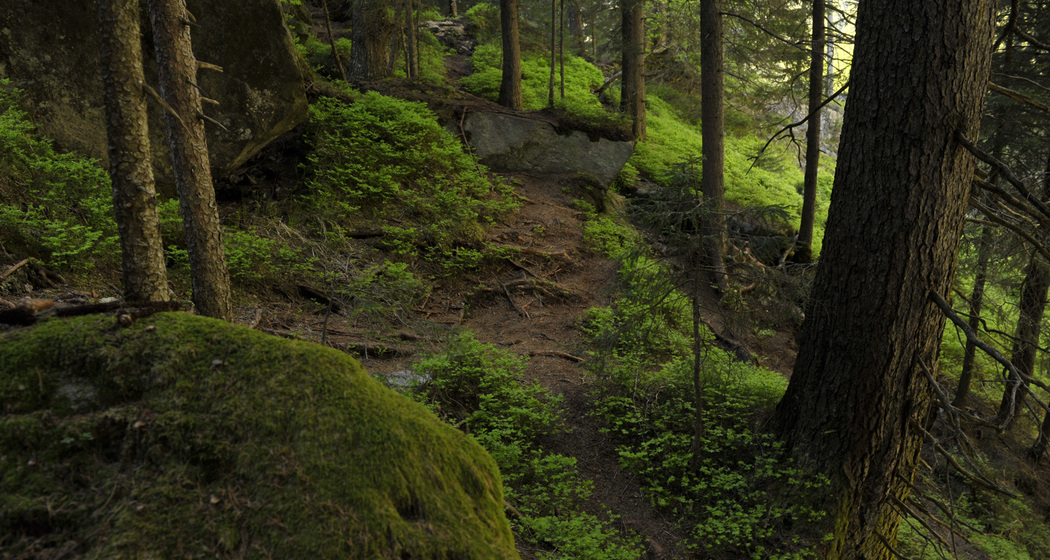 Boulderparadies Magic Wood (nsp_img_e610fa5)