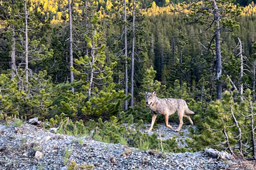 Spezialexkursion Grosse Beutegreifer (nsp_img_eea437f)
