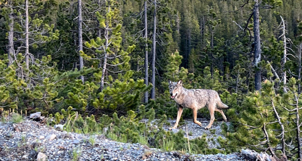 Spezialexkursion Grosse Beutegreifer (nsp_img_eea437f)