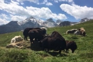 Bio-Hof Heinz Casutt (nsp_img_fc923d4)