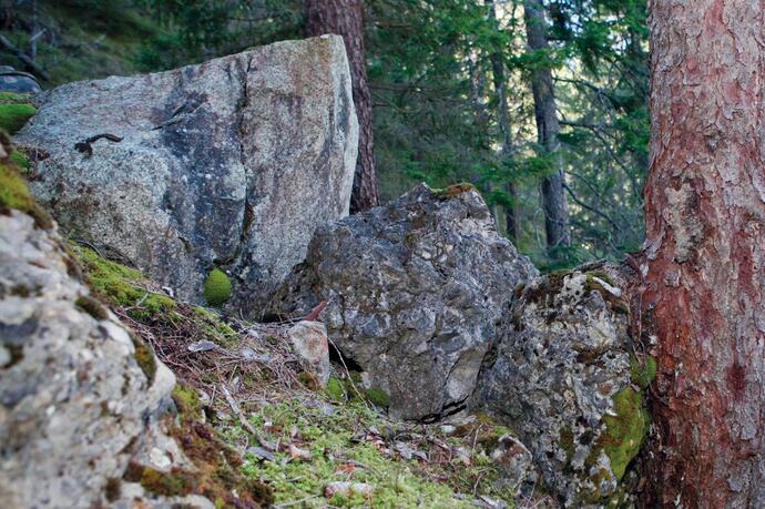 L'albero ferma il masso