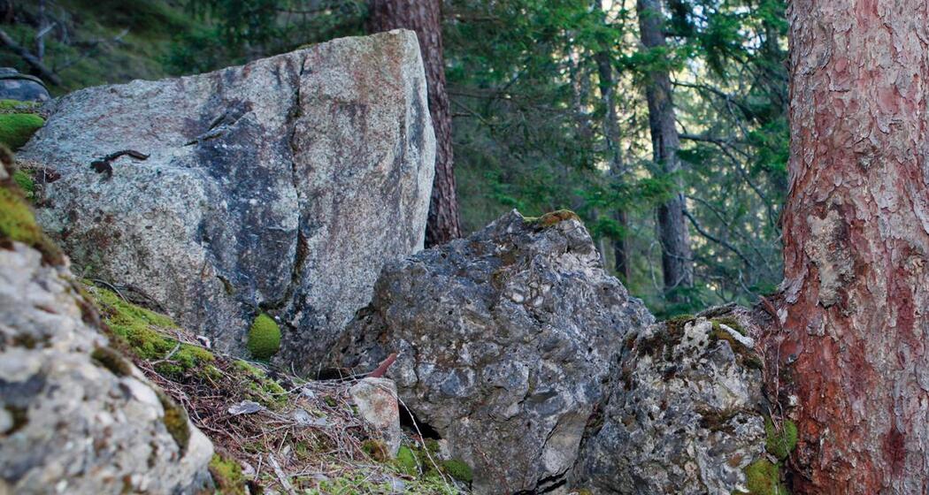 Baum stoppt Felsbrocken