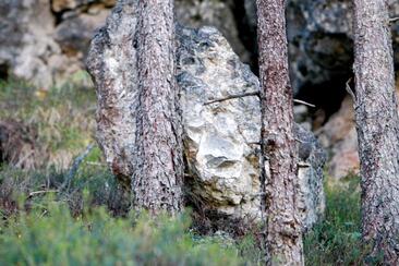 Forest as protection