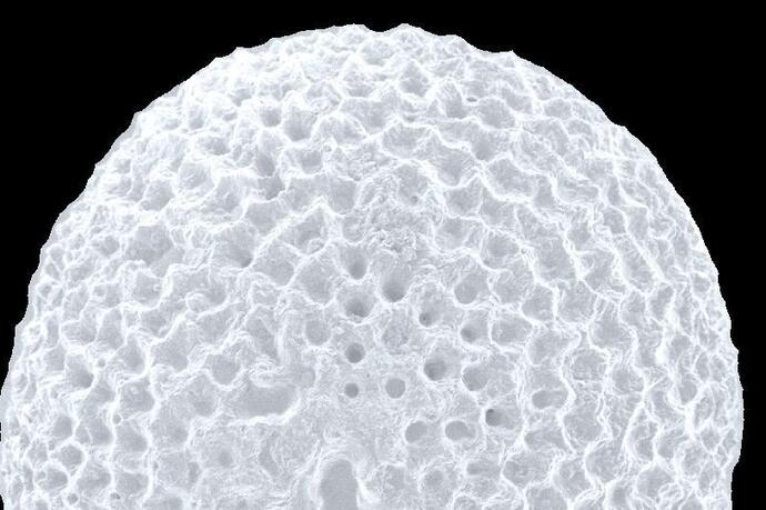 Chamberling (Cameriera)