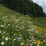 Samnaun Plant Trail (oua_10806295_image)