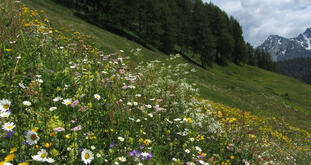 Pflanzenpfad (oua_10806295_image)