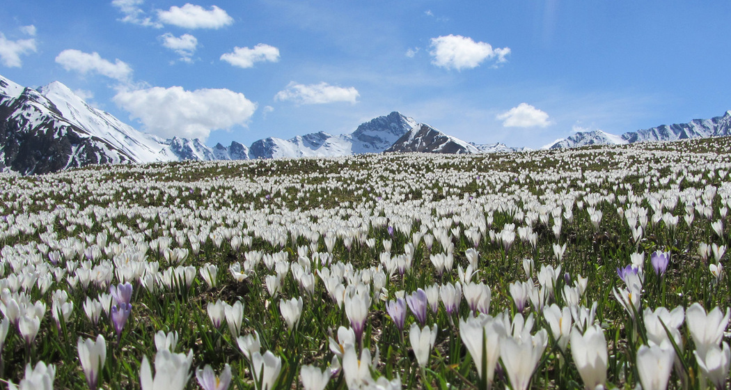 Pflanzenpfad (oua_10806299_image)